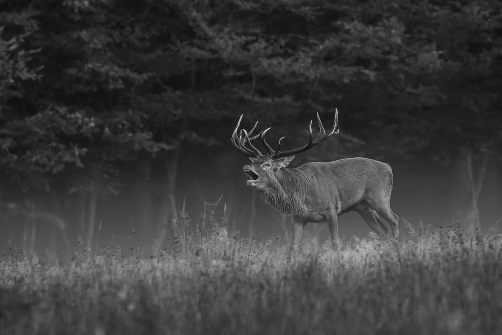 cerf.jpg.9f2834627c4c5cd97aada55b6c6879af.jpg