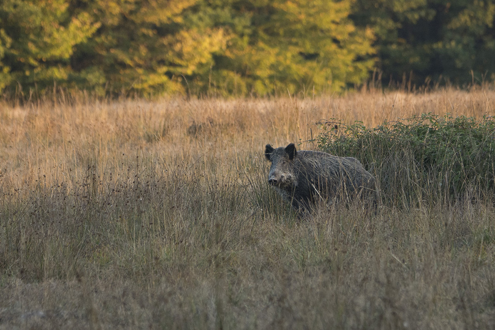 sanglier_3.jpg.0de314251255d6e8fe1c36cf5752b260.jpg