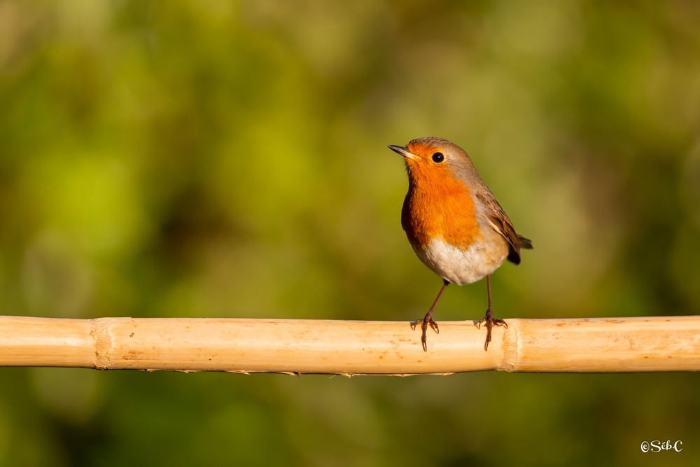 Rouge gorge.jpg