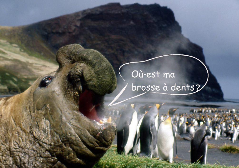 Eléphants de Mer (2).jpg