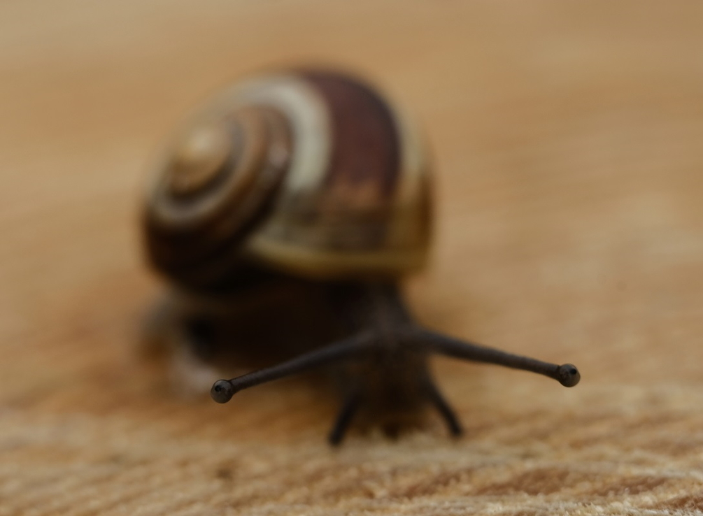 DSCF9816 PT.jpg