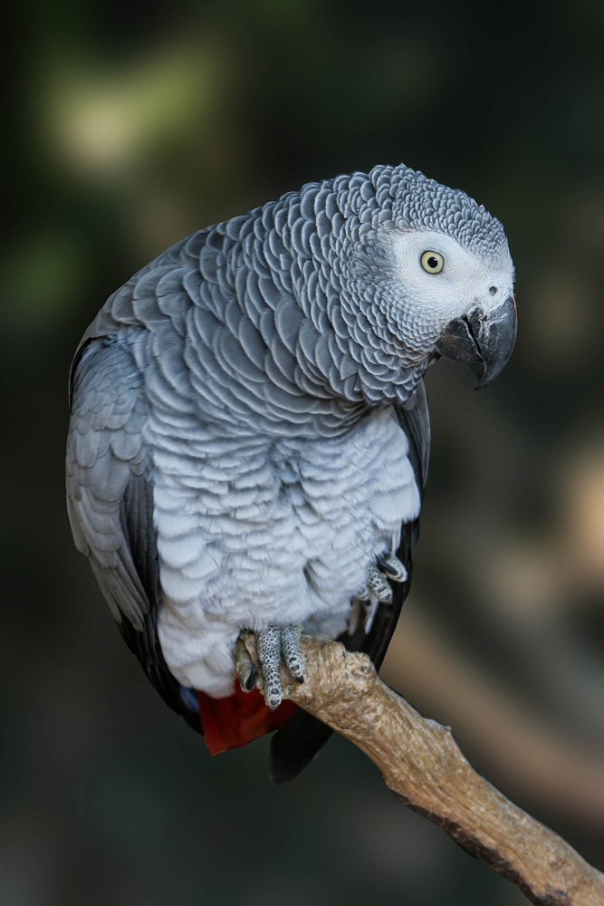 250572613_grisdugabon.jpg.9a85880625e6136d3716bd2034c8958c.jpg