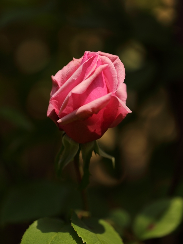 2G6A4623.JPG.5e96e1f690b7f4da6938df41394ea6db.JPG