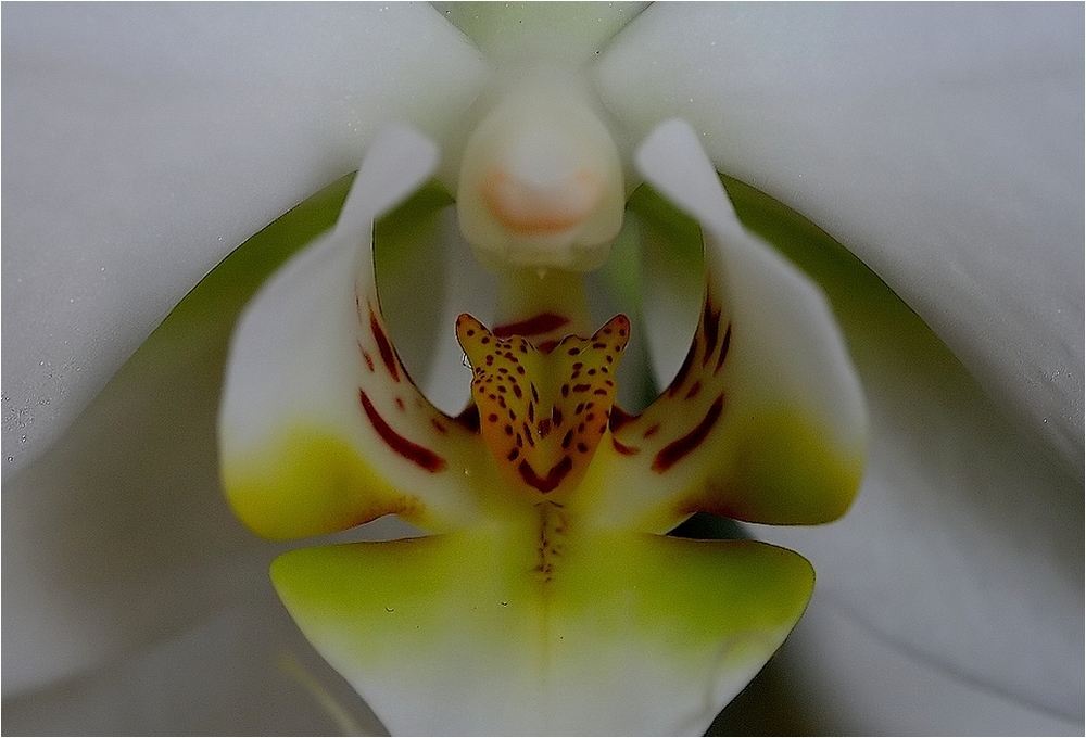 324596849_orchide1_filtered-1000.jpg.0e3d2e8d628097e2b9246b02fb205c3b.jpg