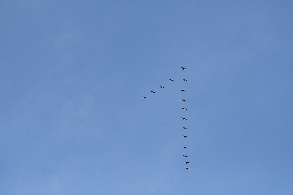 418818284_N1cormoran.jpg.8430624b08b29e021fa958b698f4d53a.jpg