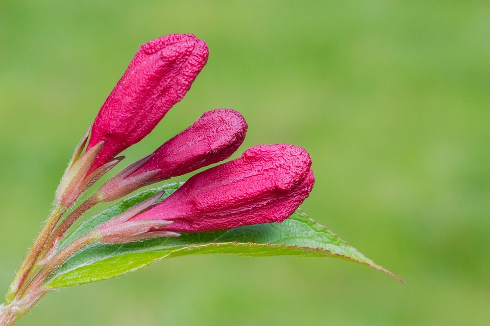 fleur à femme.jpg