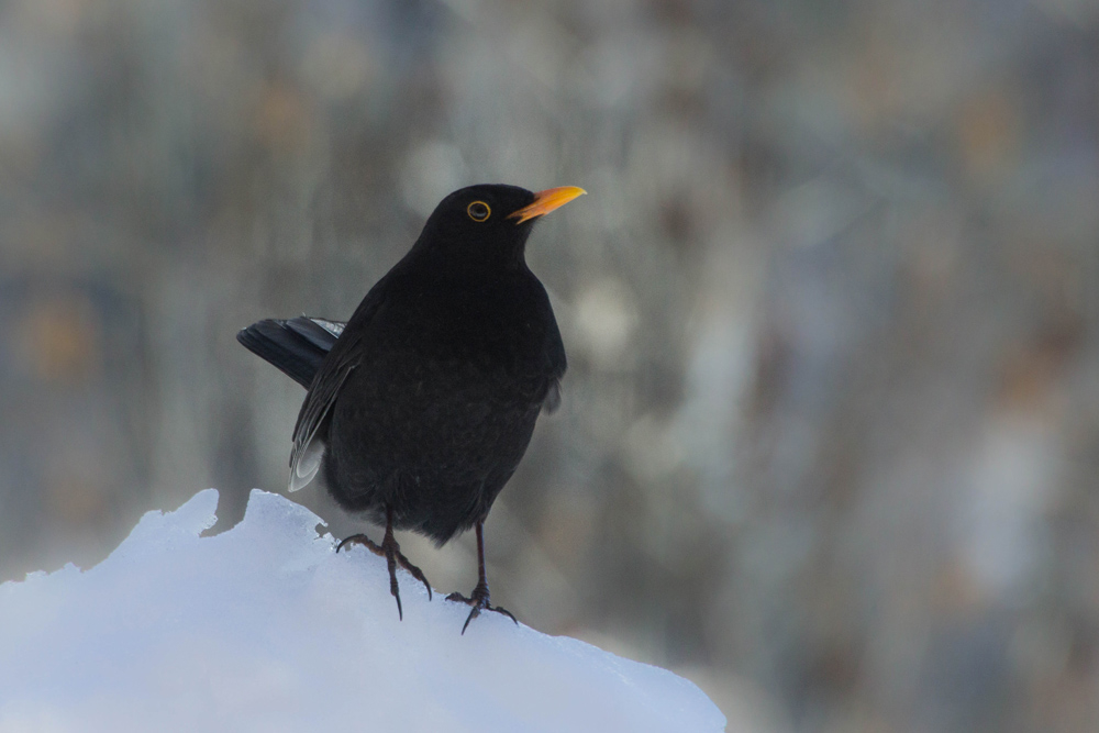 641387478_merleneige02.jpg.48a9991daadde6342fd0349dcabee32e.jpg