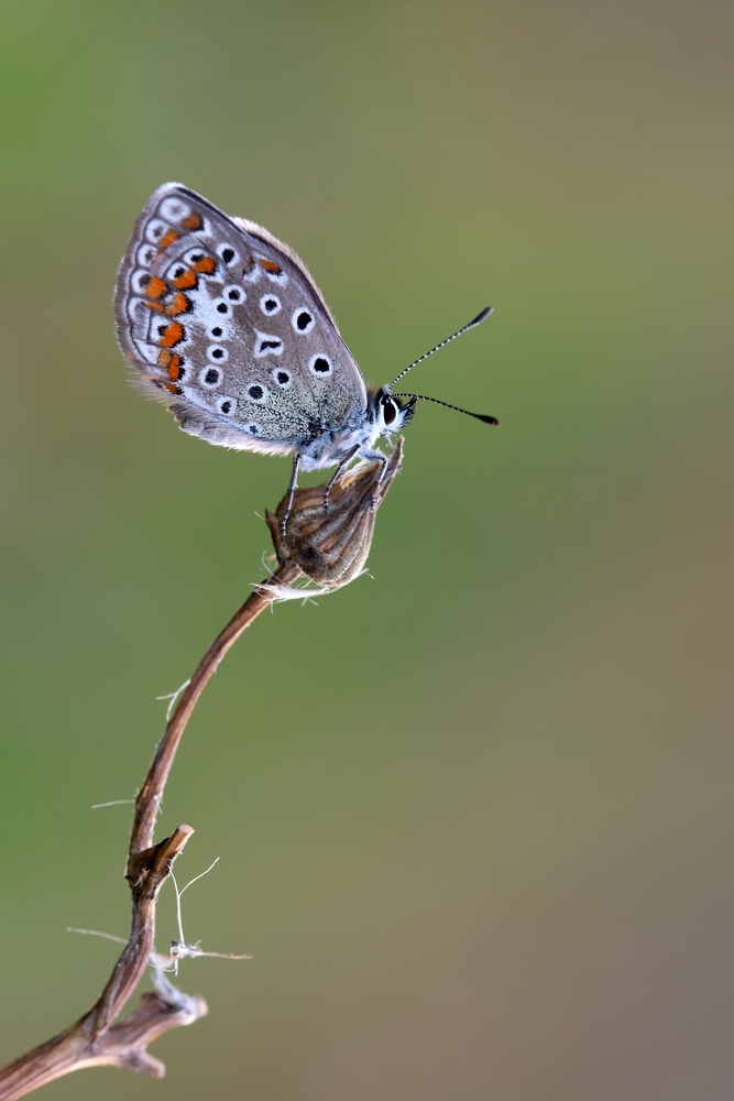 DSC_0535-Modifier.jpg.51549571993135d9c61a366cf80068d0.jpg