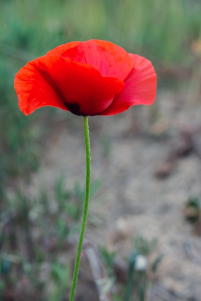 DSC_9923.jpg.ba3676d6f1daaa18275d9863d9a463d4.jpg
