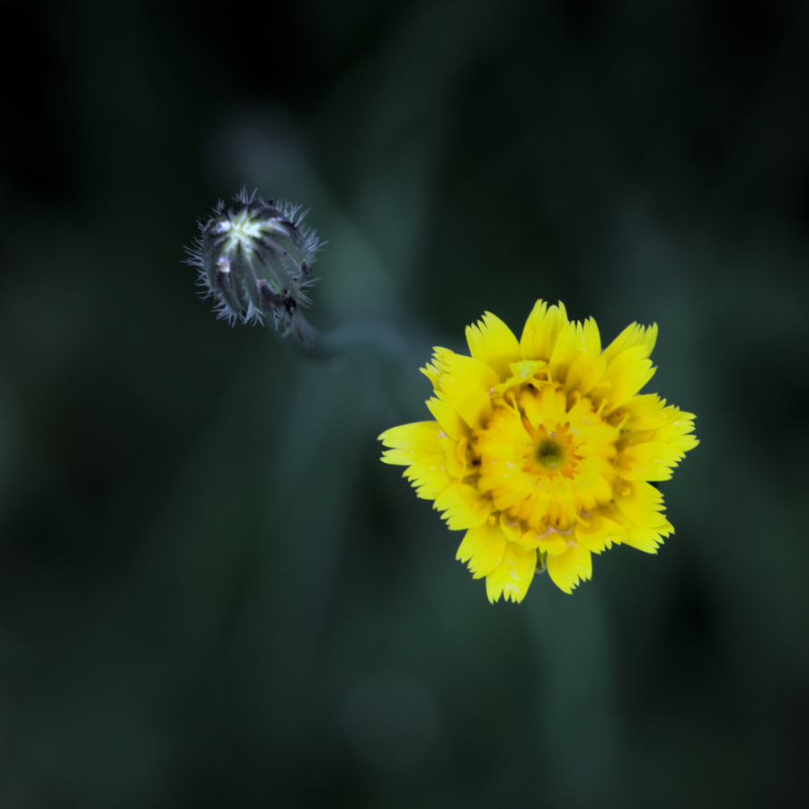 DUO7790.jpg.afb217a5ff754565beccf7be0096eaf1.jpg