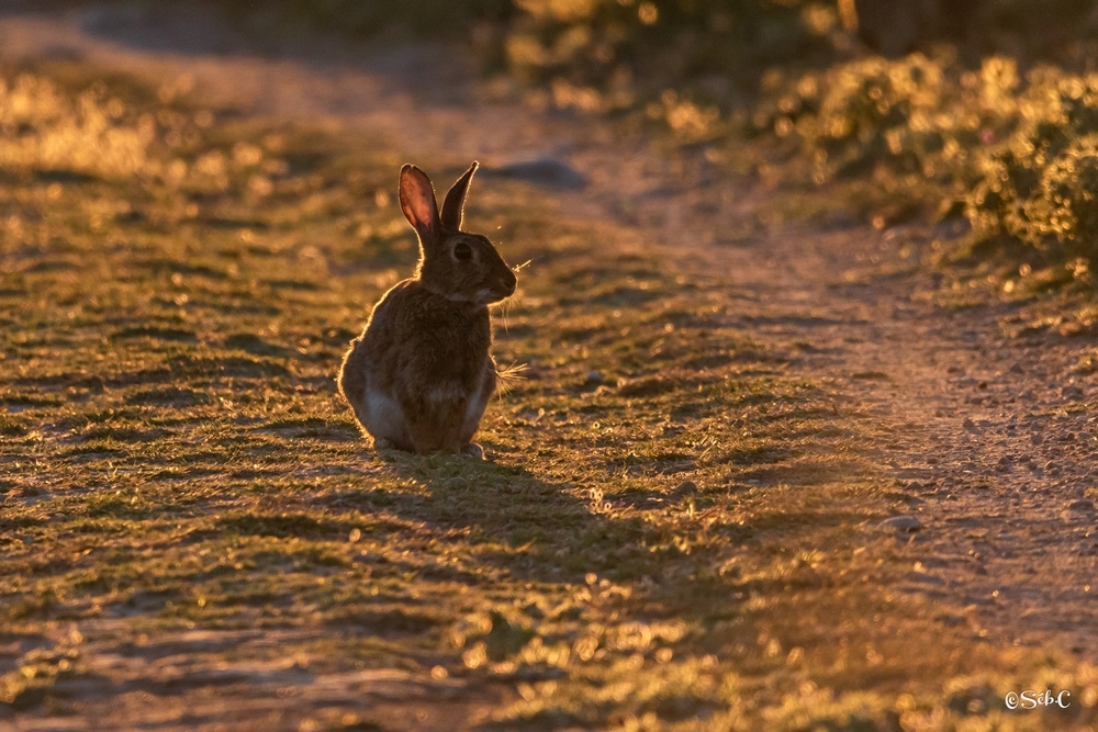 Lapin.jpg