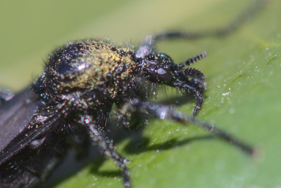 alien4crop.jpg.f046ffd2a381b534de440962777a16de.jpg