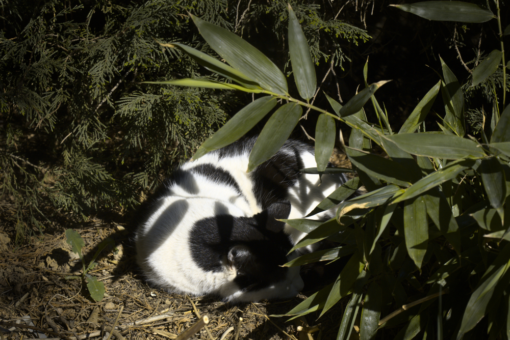 camouflage.jpg.7870b7b8bc993caed17054f16457c915.jpg