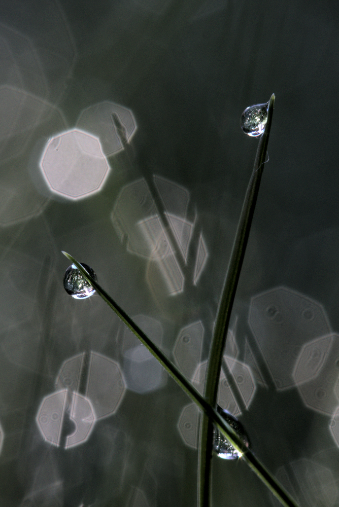goutte5028.jpg.2ac0dca0ef18f53925546cf93c1264a3.jpg