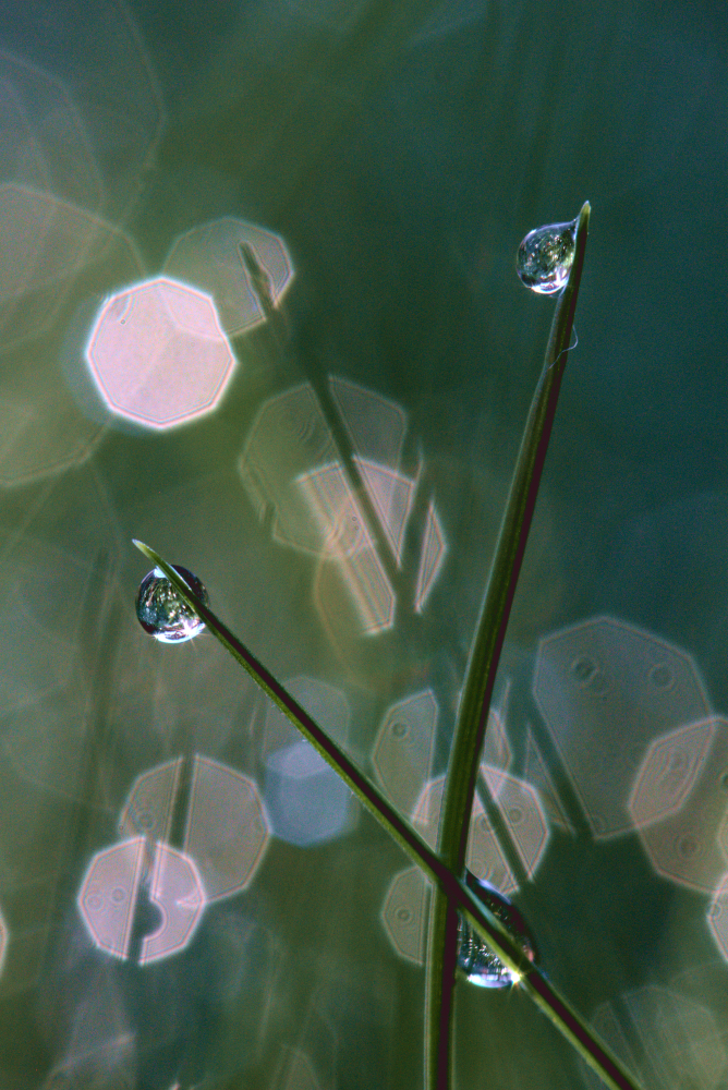 goutte5028CR.jpg.8acb709f6466ce85503079bbff833b5e.jpg