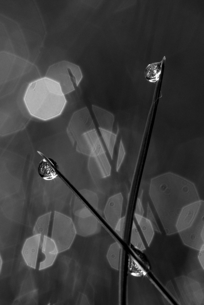 goutte5028NB.jpg.4a4c6342c809a26d7aea045a0b69a0c7.jpg