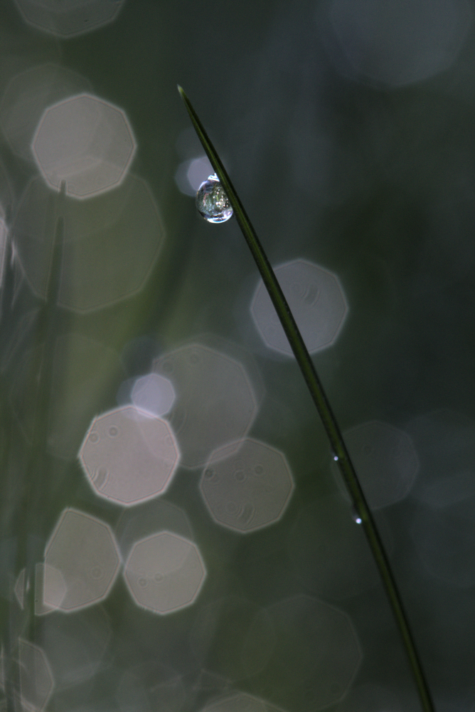 goutte5034.jpg.754cd03a451c4f0dd92290f3d52a3f60.jpg
