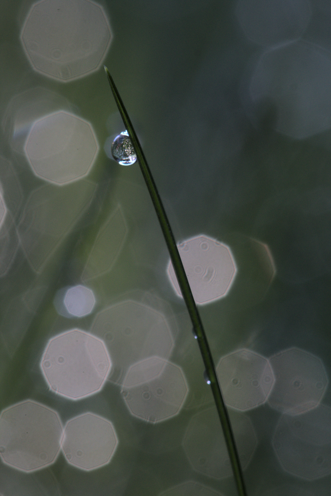 goutte5043.jpg.5be6dfc0ec69f5cd6e58af6d3aa5fe9d.jpg