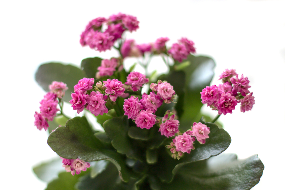 kalanchoe.jpg.d1d55404e17b20574dfa8e611bf6dfa6.jpg