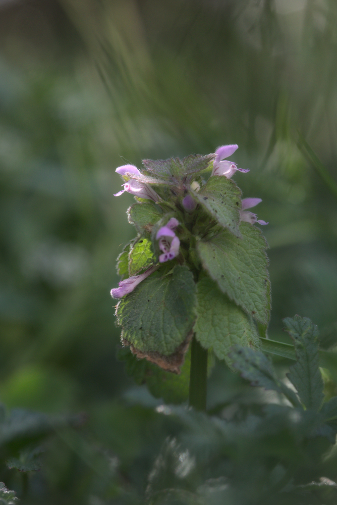 lamium6381.jpg.67a31480ed96be34727e01d4527bf841.jpg