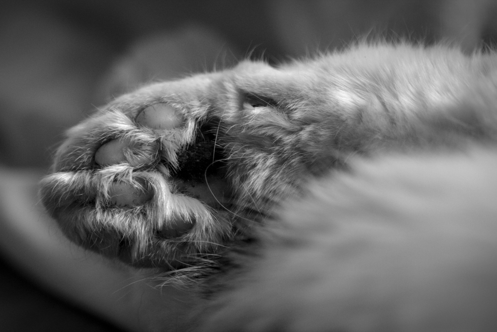 patte4106.jpg.929d8dabcc6f669d7e6769443bdbfc4b.jpg