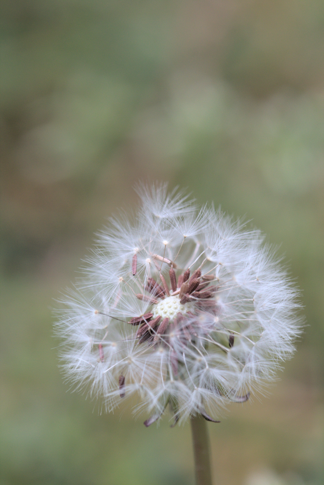 pissenlit4909.jpg.32a4df36a85f94f97302312bf2642c8c.jpg