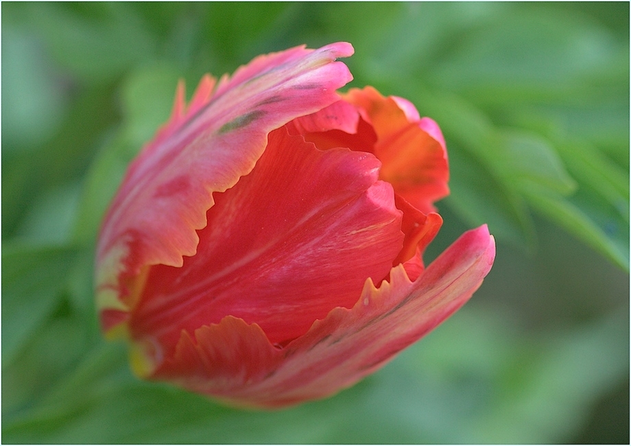 1742663068__MG_5027tulippe920-ab.jpg.8d453434f8bc3faeb039ab53a0089f66.jpg