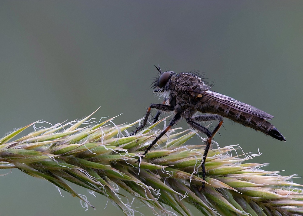 1798646004_Stack16imagesDSC_887a902Moucheprdatrice.jpg.0a08a7d980210d9e877e1aad1e978895.jpg