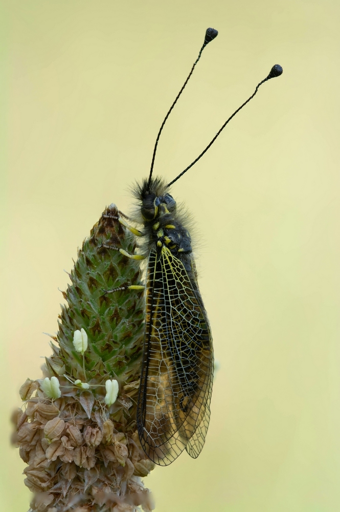 2030433438_FocusstackingDSC_770a775.jpg.8429bfa888fc27088a3a33b2225baaca.jpg