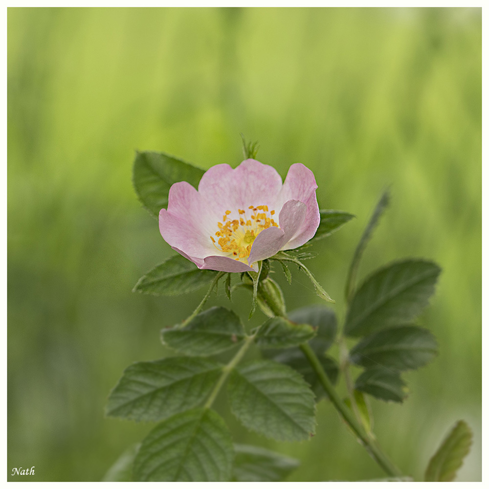 2129067387_Fleurdaubpine.JPG.3a874310ac51e5e9a6c2ce978ee5917b.JPG