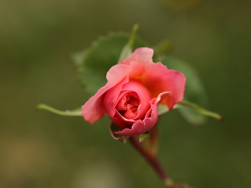 2G6A4722.JPG.ae39b1857b7be109bf7cbf8e23233ce4.JPG