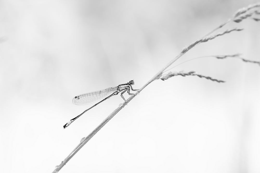 2G6A5501nb.JPG.d65df7ad57e9d88e8b2ca3827b496756.JPG