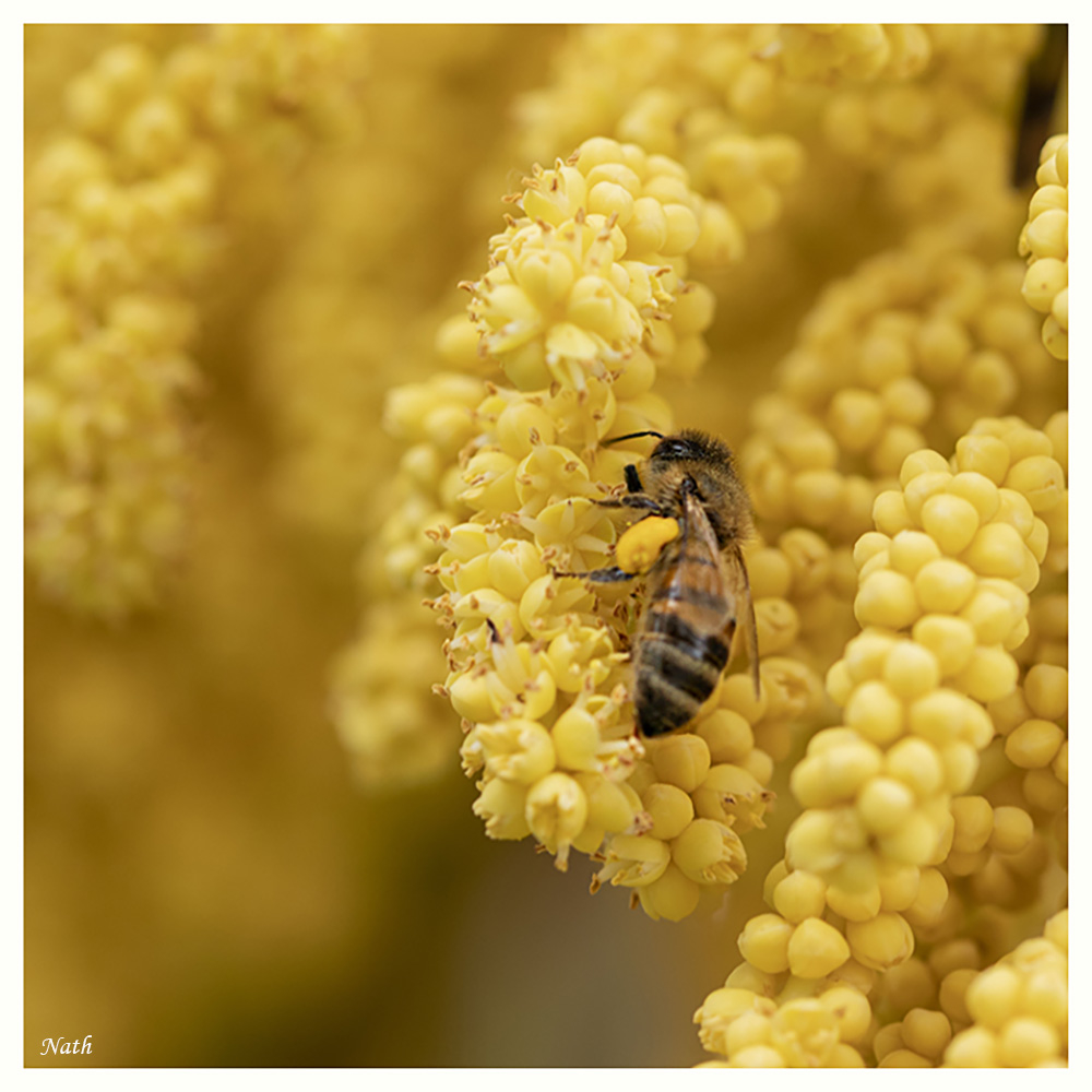 Butineuse_2.JPG.9301eab9adfac891d0d165fb25632360.JPG