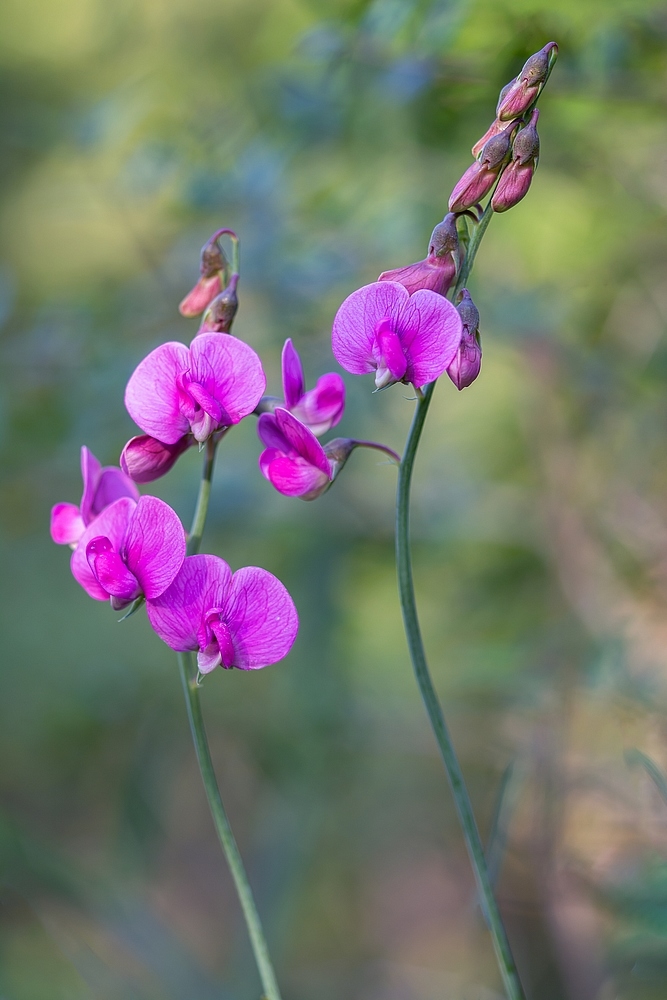 DSC_0584-Modifier.jpg.f8c15ad7b57dd473abfde1cf65a72dac.jpg