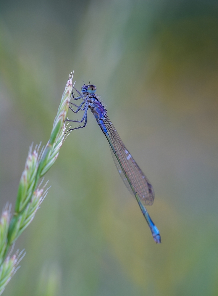DSC_1223.jpg.0f36605c2c1f52141559d4f53c544384.jpg