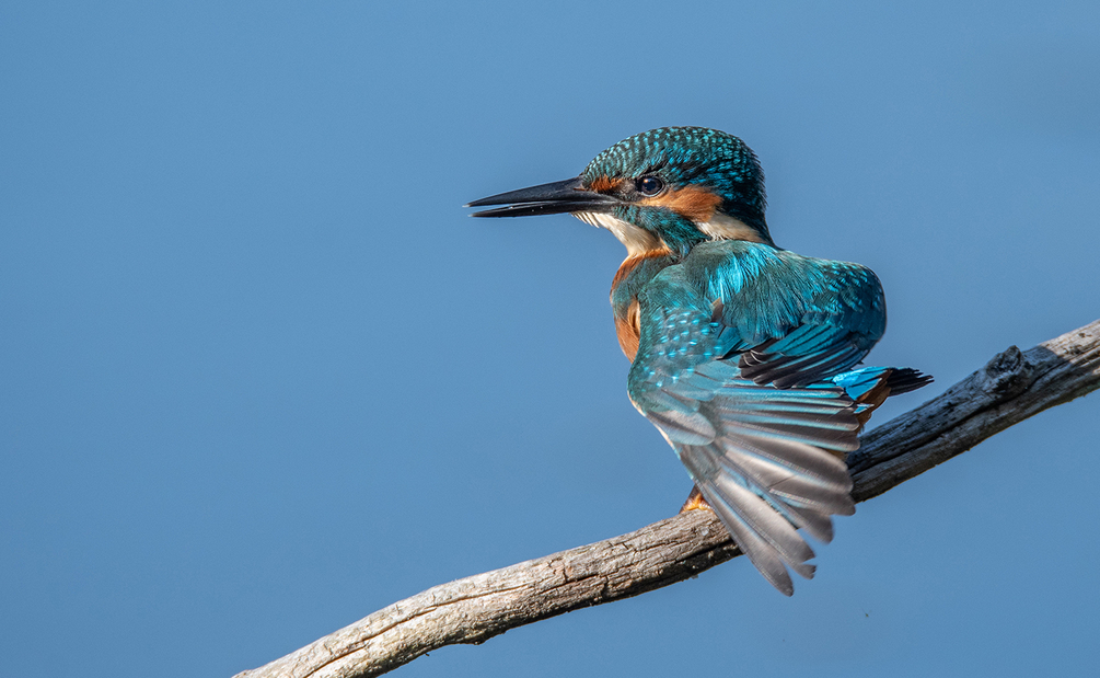 DSC_15284.jpg