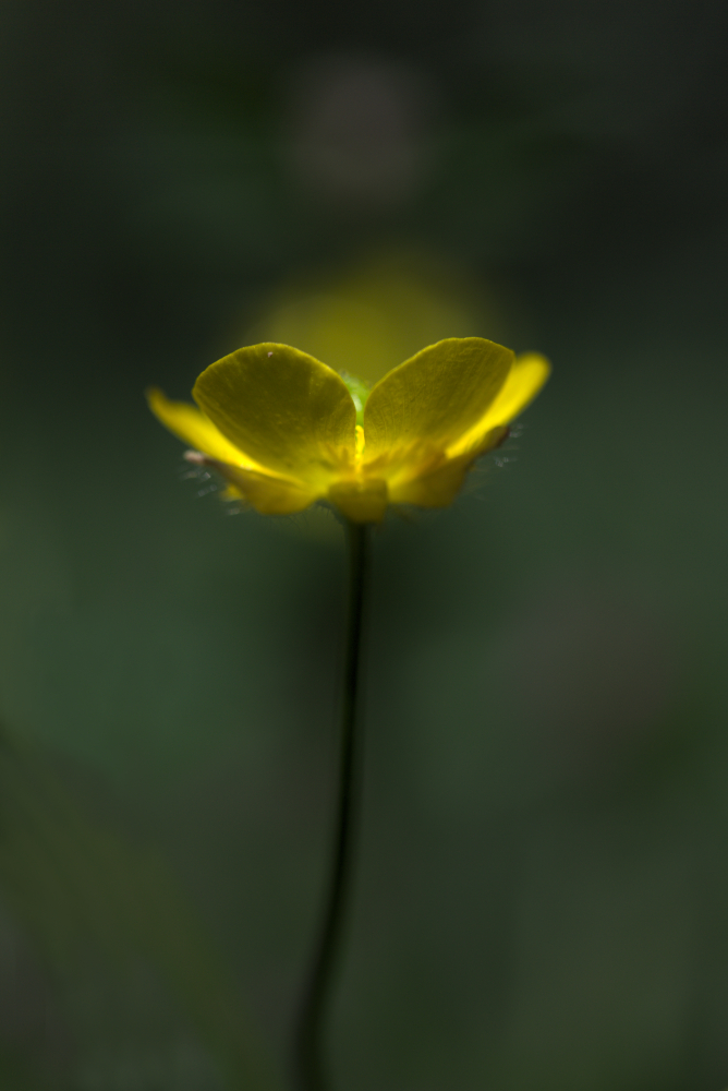 HALO.jpg.e292ebc92f341493236ebc0d89cf3738.jpg