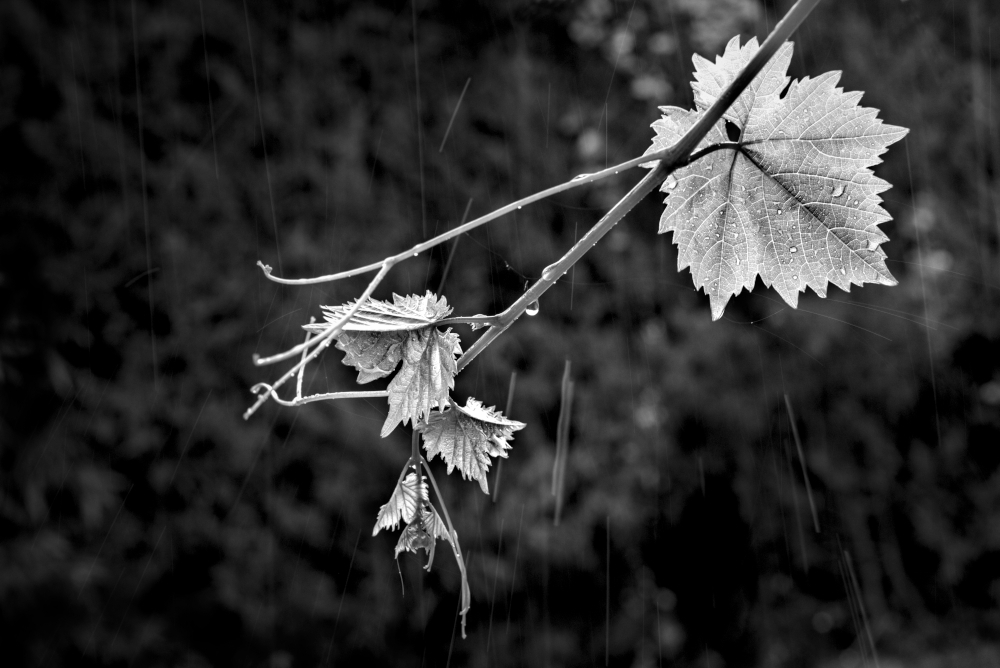 PLUIE5272.jpg.773a7205d22437489f1062d4438445be.jpg