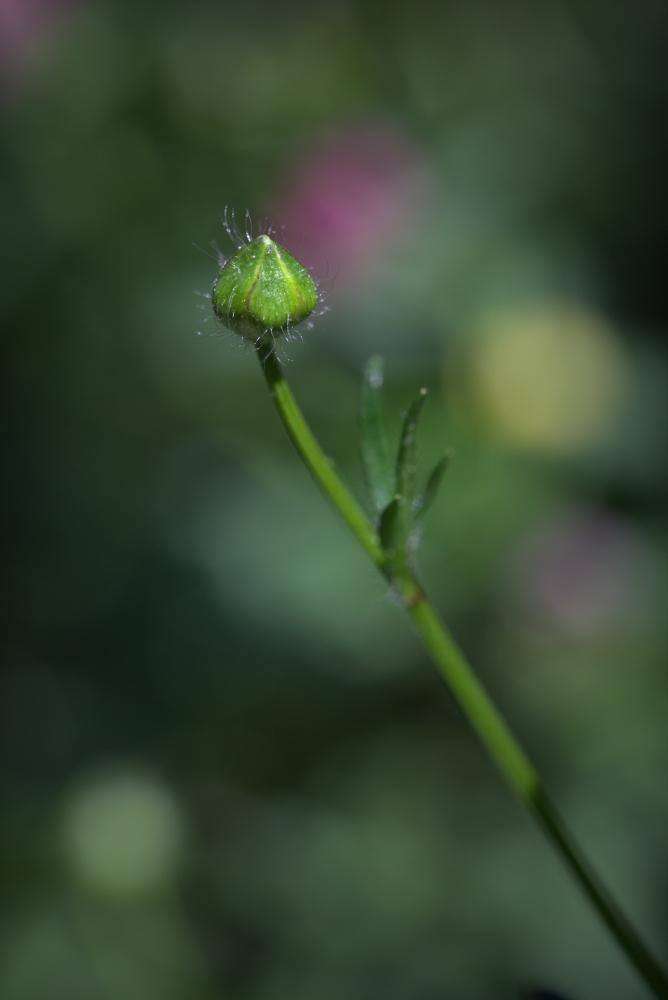 bouton8101.jpg.92fd8a91c6867c4dd643bf8daf457952.jpg