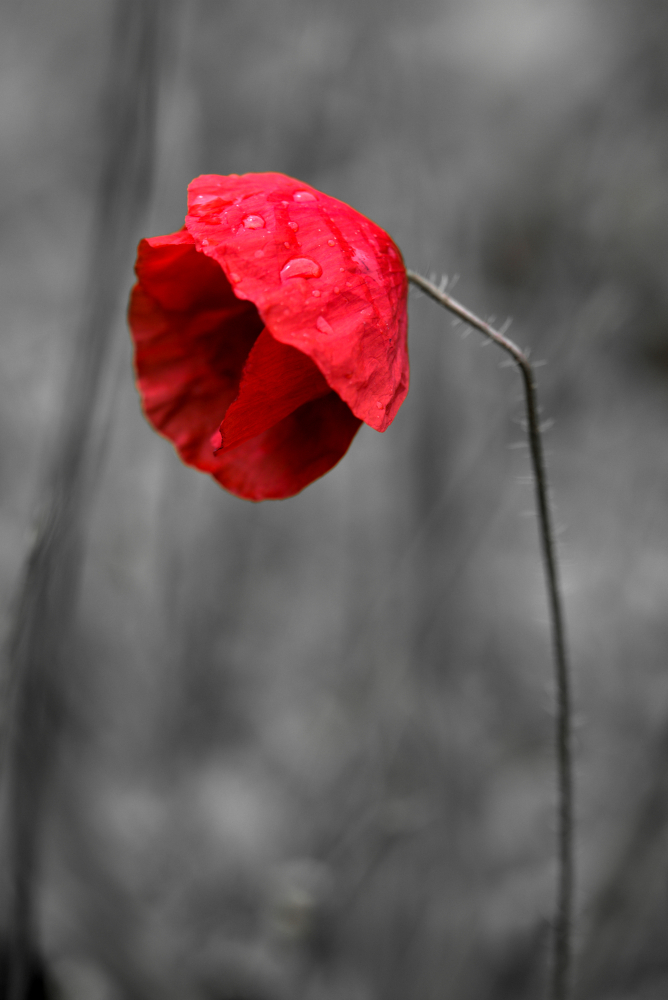 coquelicot-desat.jpg.c71e7999483ba27f8d53213905d066af.jpg