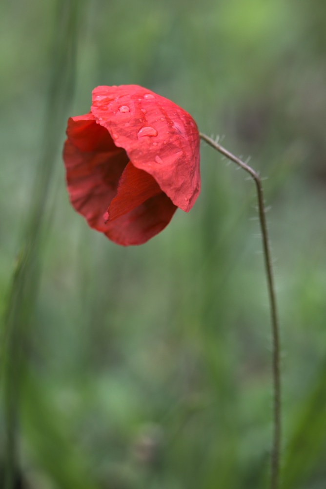 coquelicot8660.jpg.d3b6d931f3bae51e3f3019fb96876906.jpg