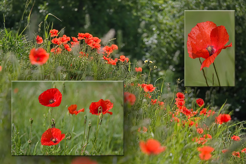 coquelicots.jpg.40c72e57094110eb363e0aa8b3f51cf6.jpg