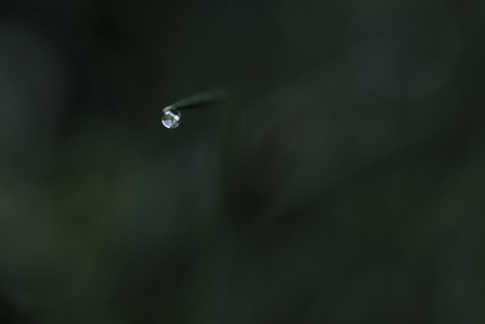goutte4876M.jpg.467dee48e8a59025d77987f68b0eae9d.jpg