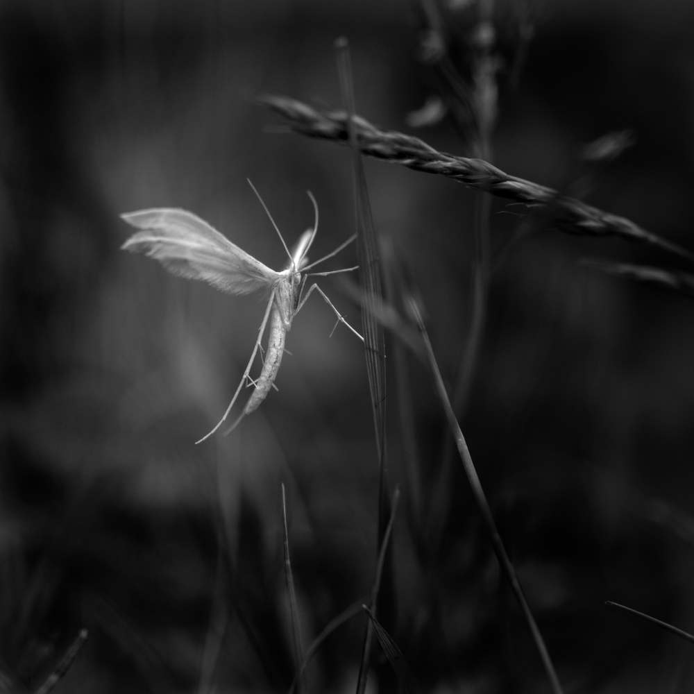 moth2.jpg.f3787efca0f72107101d7d1fd2e2900f.jpg