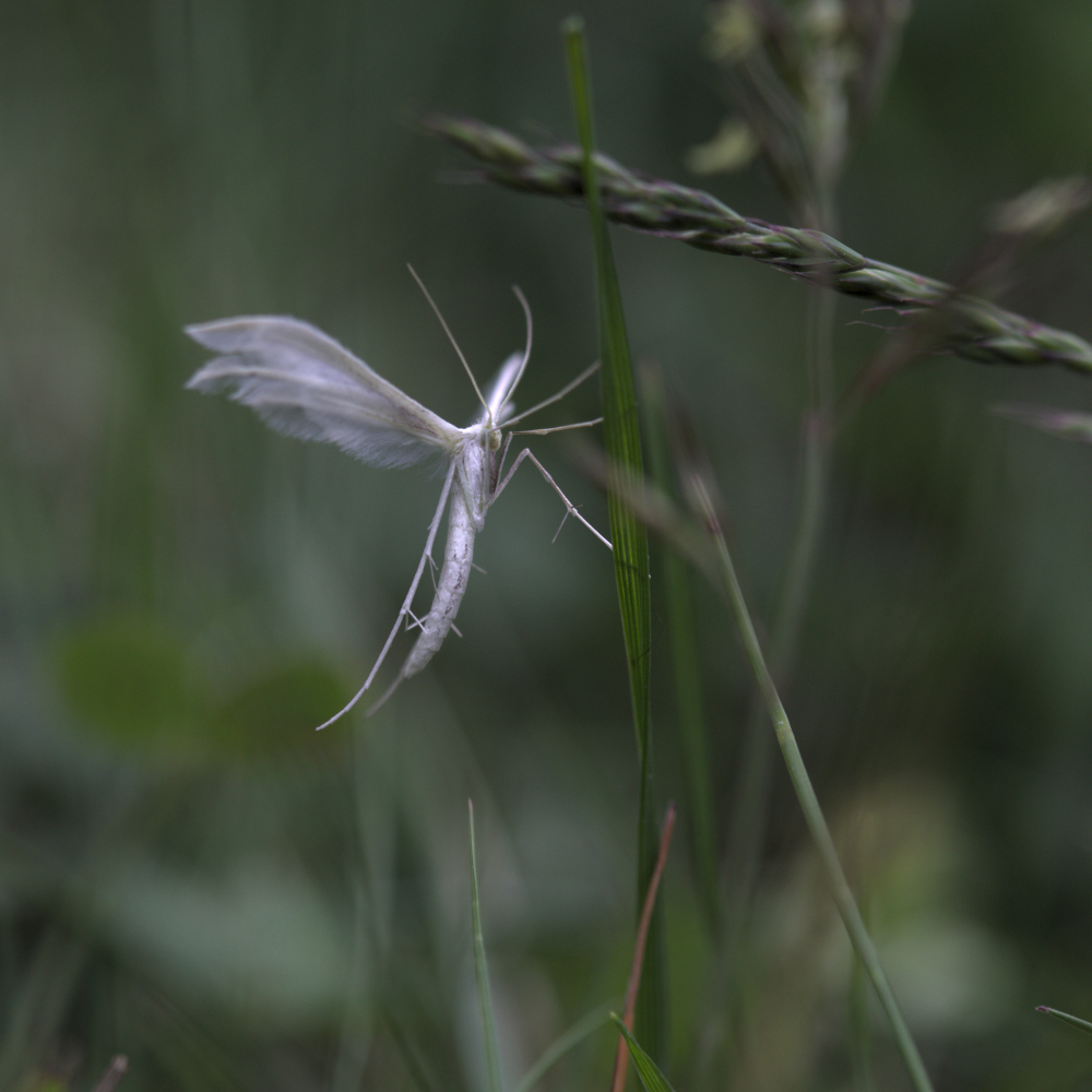 moth8608.jpg.89f64c3518e8930011bb8013f8990c7f.jpg