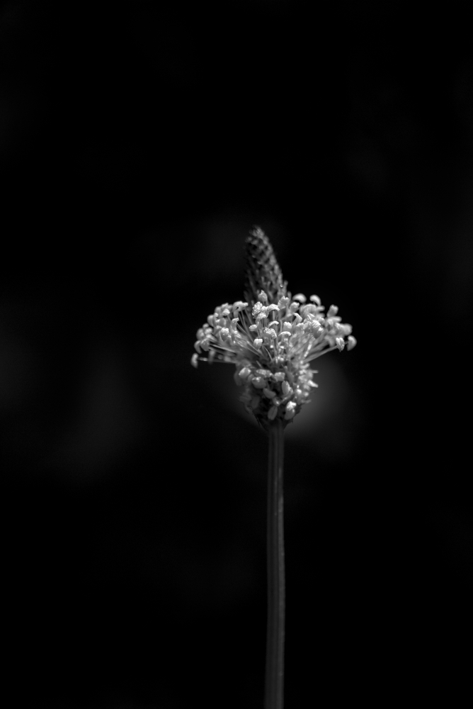 plantain8591.jpg.84d05ac78bd8ddc57ab901515a1e4afe.jpg