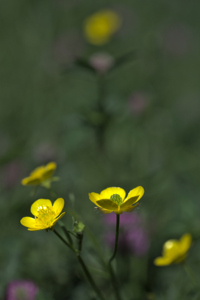 prairie.jpg.31b5d0314c2752582906197c6702ed66.jpg
