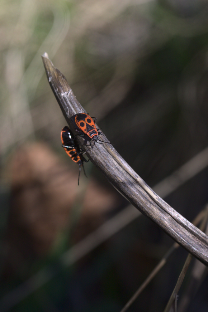 punaises.jpg.a6b0f87bd924d089e79f33eb6a409b23.jpg
