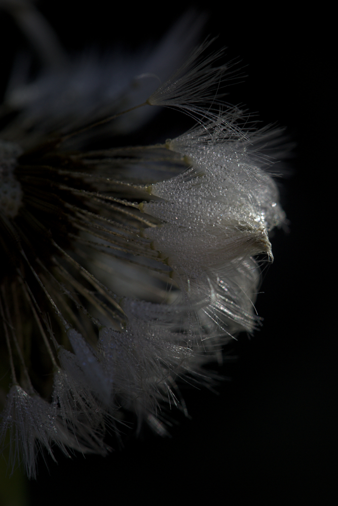 rosee8455.jpg.5d951478d2f4113b4476c33a2232483c.jpg