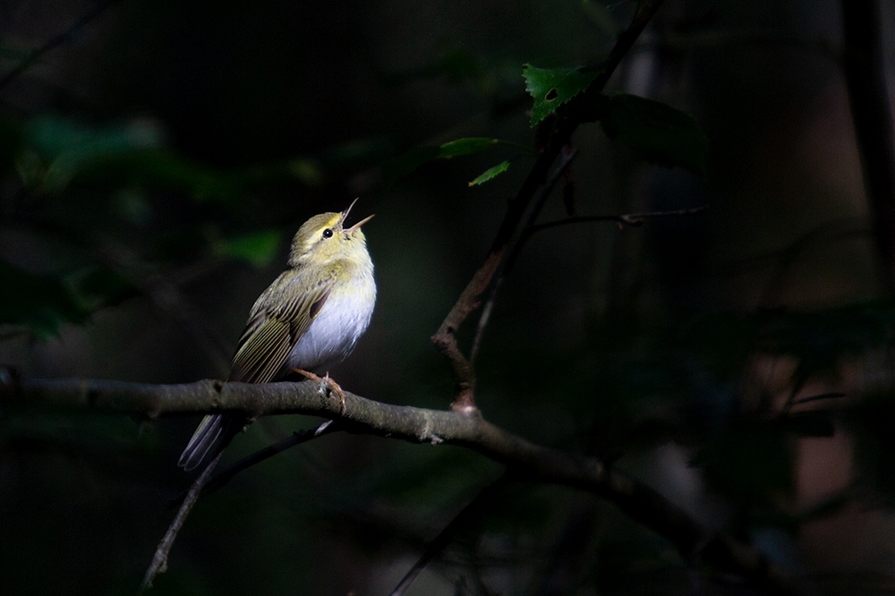 oiseau chante.jpg